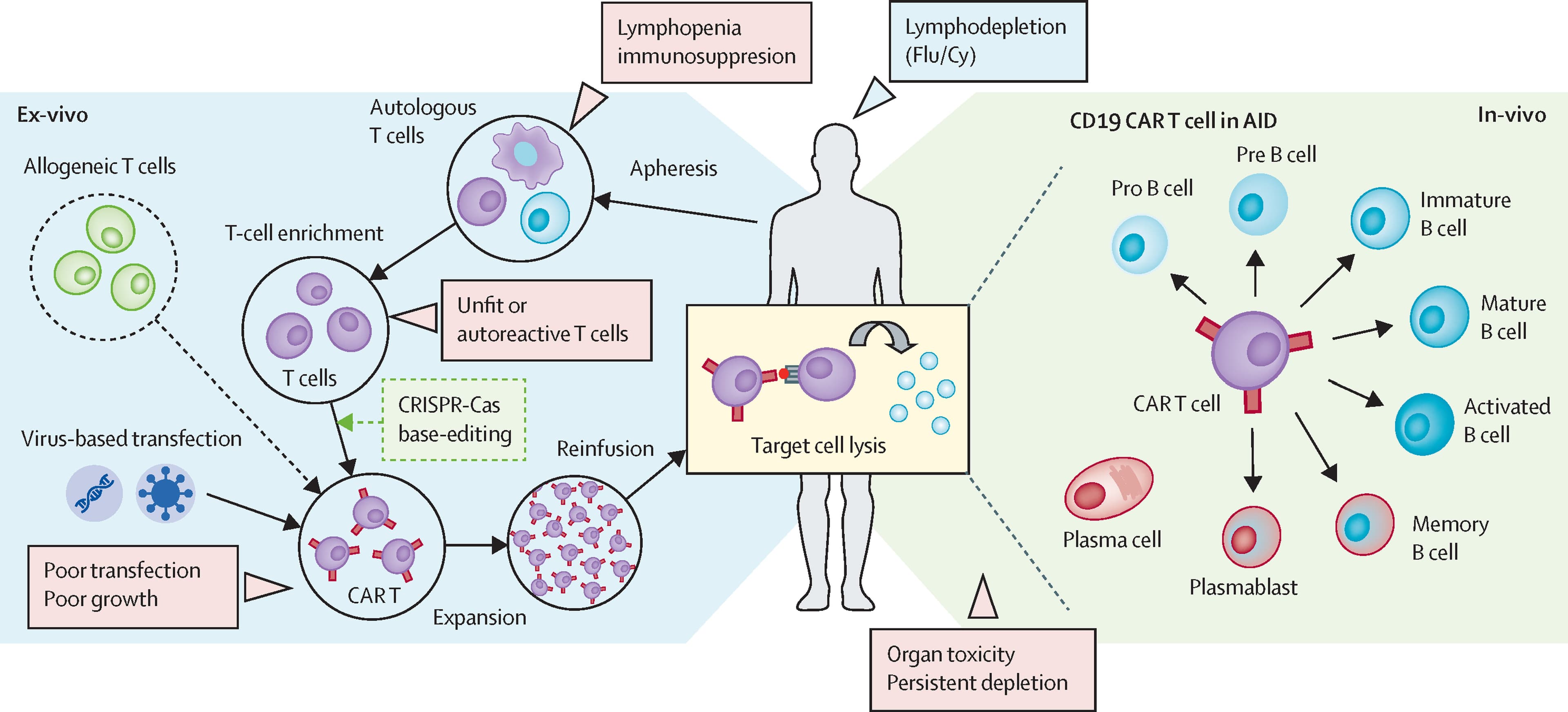 Stem Cell Therapy for Autoimmune Diseases: Restoring Balance