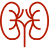 Kidney